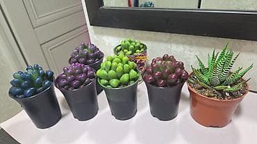 купить комнатные цветы в бишкеке: Замиокулькас и хлорофитум в горшках. - Замиокулькас (ZZ plant) — 9