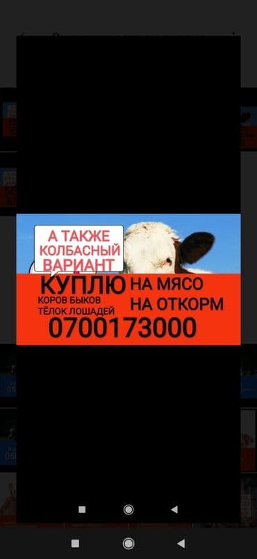 фарель живой: Куплю | Лошади, кони, Коровы, быки, Другие с/х животные | Забитый, Круглосуточно, Откормленные — 1