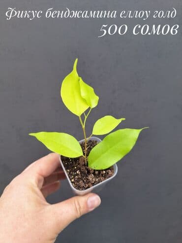 живые растения в аквариум купить: Комнатные растения, цветы (молодые растения, взрослые экземпляры). Не — 2