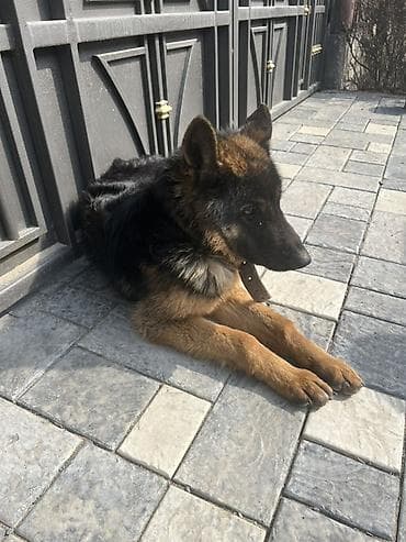 Үй жаныбарлары үчүн товарлар: Ит бекер берилет: Немис овчаркасы, 1 жаш, Ургаачы — 4