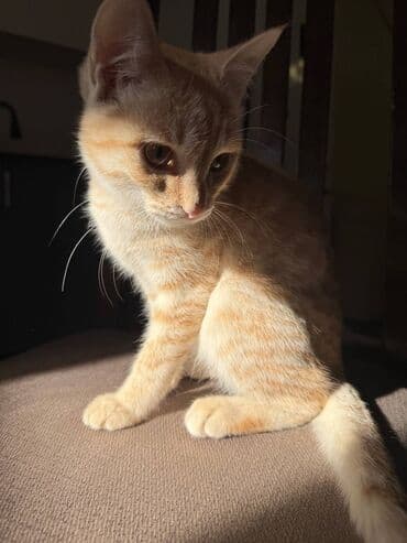 египетская кошка сфинкс цена: Рыжий домашний котёнок с короткой шерстью и выразительными янтарными — 1