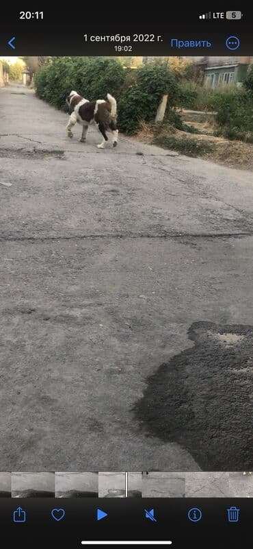 сколько стоит овчарка щенок: Меняю на Индюков Американский Сенбернар чистокровный Добрый умный — 11