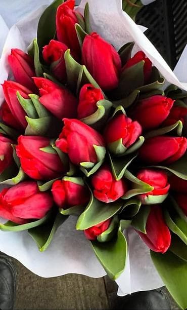 морковь оптом: 🌷 ТАКОЙ ЦЕНЫ В КЫРГЫЗСТАНЕ НЕТ 🌷 Голландские тюльпаны — 65 сом оптом — 9