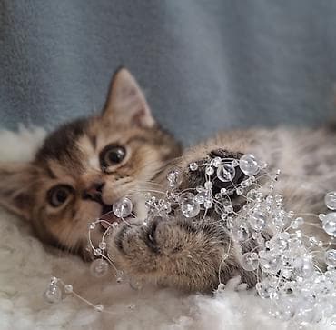 донской сфинкс котята: Скотиш Страйт (Шотландская прямоухая), 2 месяца, Мальчик, Проглистована, Приучена к лотку — 5