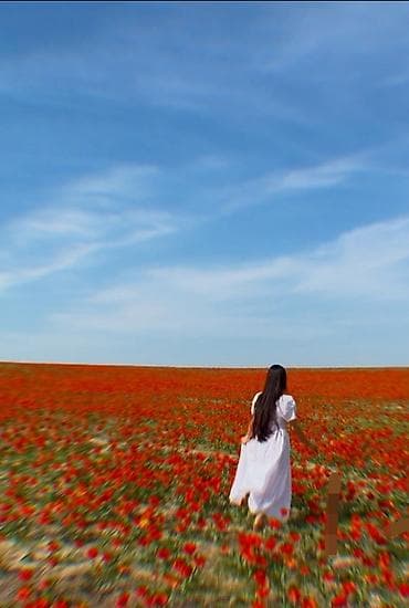 пластиковые столы в аренду: Аренда локации для фото- и видеосъёмки — цветущее маковое поле - — 1