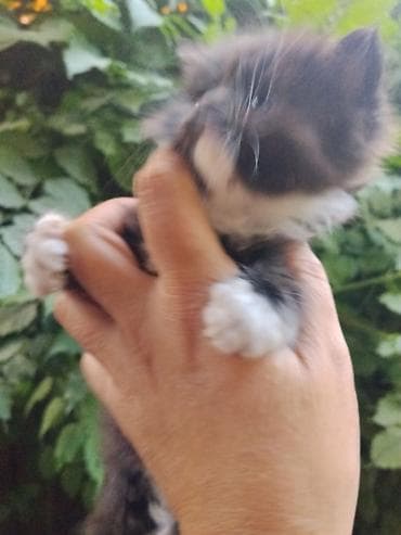 scottish fold: Котята, домашние, пушистые, ручные. - Возраст: примерно 1–1,5 месяца — 7