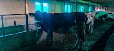 дойныйе коровы: Продаю | Корова (самка) | Для молока | Привязанные — 10