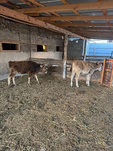 ит бишкек: Сатам | Музоо — 4