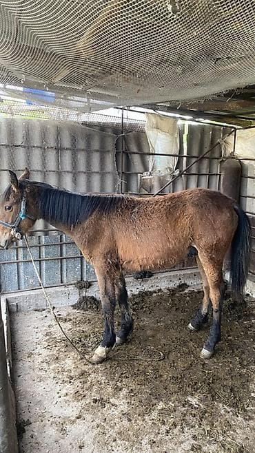 селка зерновой: Продаю | Жеребец | Рабочий — 2