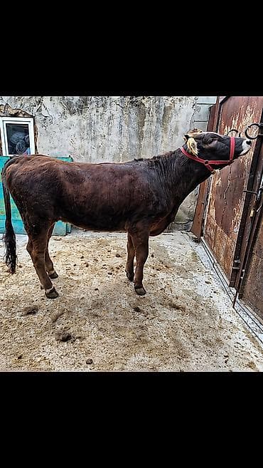 Продаю | Бык (самец) | Алатауская | На откорм | Не стельные