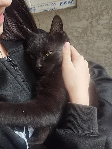 ищу кота для вязки бесплатно: Отдам в добрые руки, черно белые два мальчика, черные мальчик и — 3