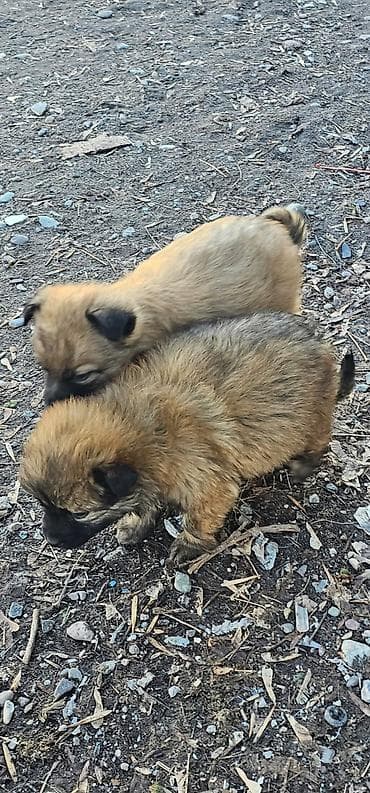 объявления о найденных собаках: Собака даром: Дворняжка, 1 месяц, Самец — 2