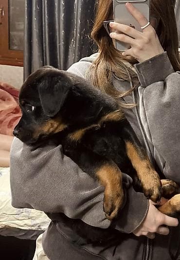 Ротвейлер 3месяца кобель Крупная,чистокровная порода,уже знает at lalafo.kg Ротвейлер 3месяца кобель Крупная,чистокровная порода,уже знает