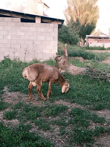 Үй жаныбарлары: Сатам | Кочкор (эркек) | Көбөйтүү үчүн — 3