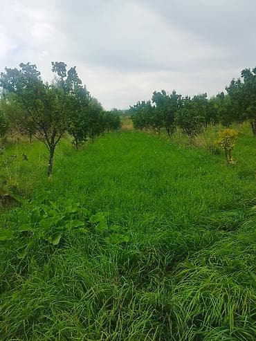 вагон сатам: 47 соток, Айыл чарба үчүн — 1