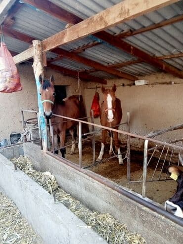 домик для кота: Сатам | Бээ (ургаачы) | Көбөйтүү үчүн — 4