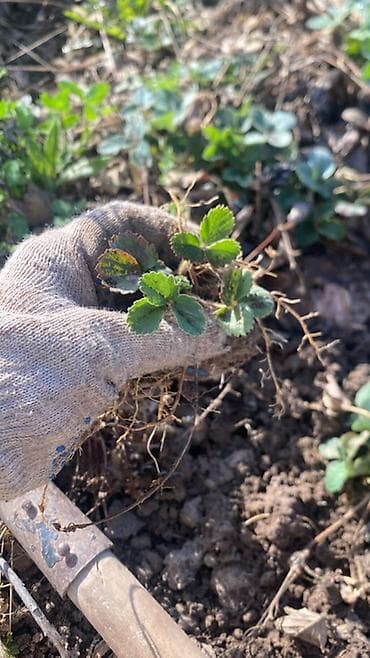 Рассада (клубники) сорт черный принц с открытой корневой системой. -