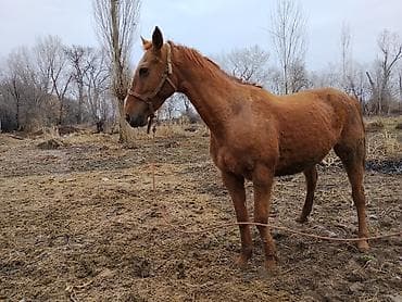 сколько стоит лошадь орловский рысак: Продаю | Кобыла (самка) | Для разведения | Племенные — 9