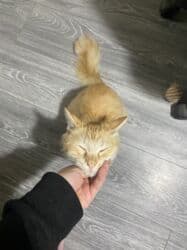 Грызуны: Кошка даром: Беспородная, 1 год, Девочка, Приучена к лотку — 3