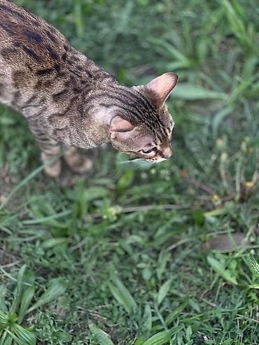 машинки для стрижки животных: Бенгальская, 10 месяцев, Девочка, Приучена к лотку — 7