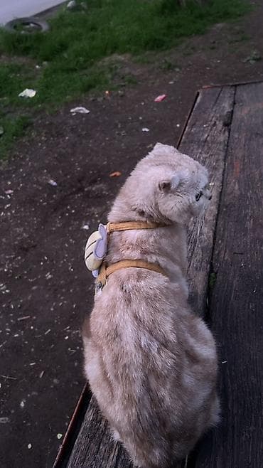 миниатюрные кошки: Вязка: Скотиш Фолд (Шотландская вислоухая), Девочка, 1 год, С прививками, Белый — 2