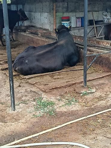 Продаю | Бык (самец) | На откорм | Племенные