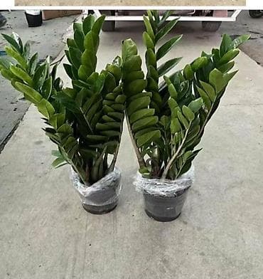 Орхидеялар: Бесплатная доставка по городу 🚗 Самый не прихотливый сорт растений 🪴 — 10