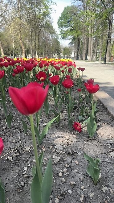 Услуги по благоустройству газонов и цветников - Профессиональная — 3