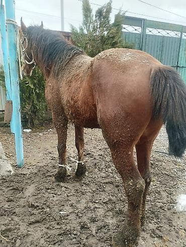 собака долматинец: Продаю | Конь (самец) | Для разведения | Племенные — 8