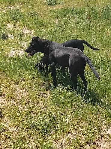 big 6: 4 месяца, Самец — 1