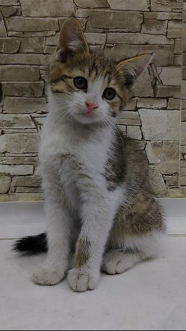 где можно взять кошку: Котёнку 2 месяца, к лотку приучен ещё с первого месяца. Кушает корм — 5