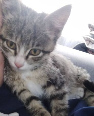 взять котят бесплатно: Кошка даром: Беспородная, 1 месяц, Девочка, Приучена к лотку — 1