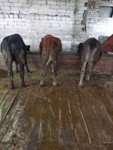 узи кара балта цены: Сатам | Музоо | Бордоп семиртүү үчүн | Байланган — 3