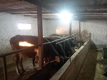 Корма для с/х животных: Продаю | Бык (самец) — 1