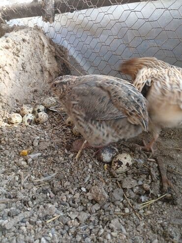 Перепелиные яйца от домашнего хозяйства - Натуральные яйца от