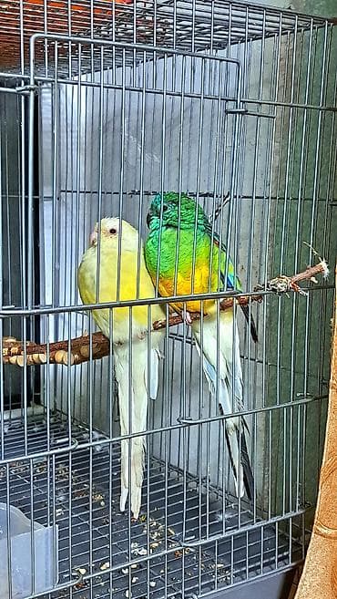 голубей: Красноспинный певчий попугай около 8-9 месяцев и самка цвета лютино — 4