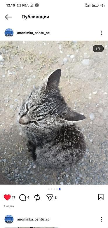 котёнок токмок: Отдаётся в добрые руки домашний котёнок с красивым тигрово-серым — 1