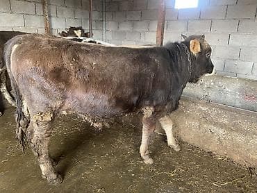 бычки телята: Продаю | Бык (самец) | На откорм — 7