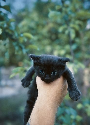 черепаховая кошка: Черные котята ищут дом 🖤 3 мальчика и 1 девочка. Очень ласковые — 3