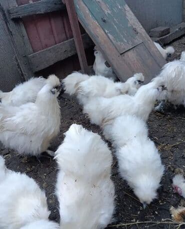 Айыл-чарба жаныбарлары: Сатам | Тооктор, Короздор — 1