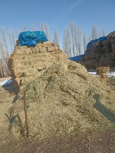 мака сото: Түк чоп сатылат, баасы келишимдуу
Продаются тюки, цена договорная — 3