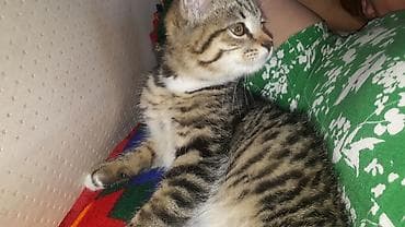 бесплатно кошка: Полосатый котёнок с короткой густой шерстью и выразительными янтарными — 1