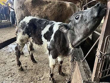 бельгийская малинуа: Продаю | Музоо, торпок, Тёлка | Бельгийская | Для разведения | Искусственник — 6