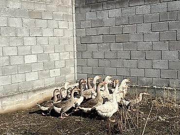 продам кур несушек оптом: Продаю гусей оптом — 1