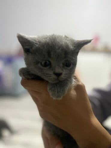 отдам даром вислоухого котенка: Шотландский котенок ( девочка) 7 недель. К лотку приучены. Две — 2