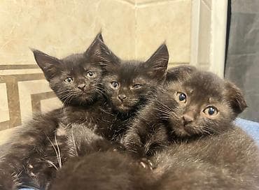Мышыктар: Котята чёрные и с чёрно-белым окрасом (лдин из них вислоухий). Большие — 6