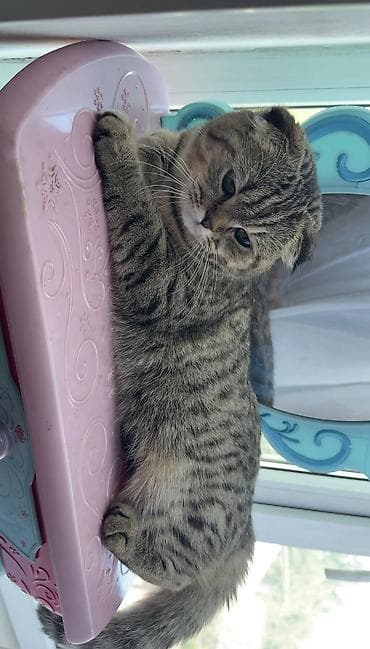 котёнки ош: Скотиш Фолд (Шотландская вислоухая), 6 месяцев, Девочка, Серебристая шиншилла, Приучена к лотку, Проглистована, С прививками — 2