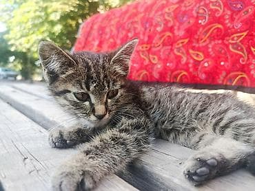 мини кошка: Ищут дом 2 котенка, Котёнок, полосатый короткошёрстный - Окрас — 2