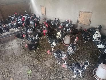 индюки оптом: Продаю | Куры | Для разведения — 5