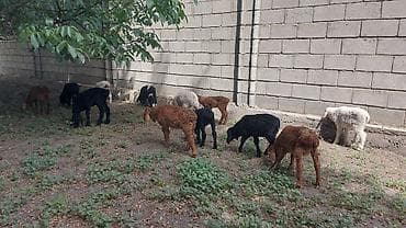ярок: Продаю | Овца (самка), Ягненок | Для разведения | Ярка — 3